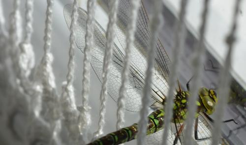 Aeshna cyanea